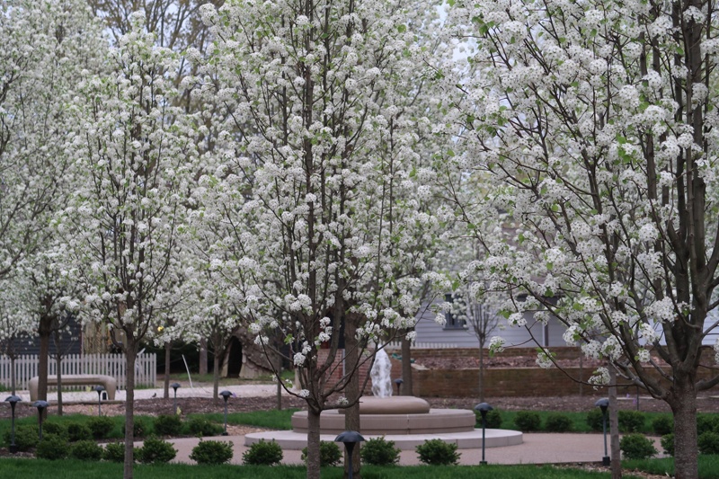 Fountain of Life can be located inside Carol’s Garden
